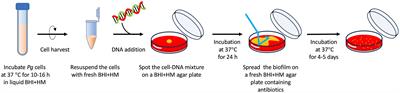 A simple and cost-effective transformation system for Porphyromonas gingivalis via natural competence